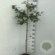 Callicarpa bod. 'Profusion' 90 cm stam 7,5L