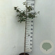 Callicarpa bod. 'Profusion' 90 cm stam 7,5L