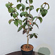 Cornus k. 'Satomi' 60-80 cm 7,5L