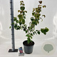 Cornus k. 'Satomi' 60-80 cm 7,5L