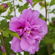 Hibiscus syr. French Cabaret Purple 40-50 cm 7,5L