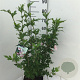 Hibiscus syr. 'Hamabo' 60-80 cm 7,5L