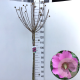 Hibiscus syr. Pink Giant 120 cm stam 7,5L