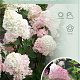 Hydrangea pan. Sundae Fraise 120 cm stam 7,5L