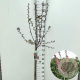 Malus toringo 'Freja' 90 cm stam 7,5L