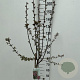 Malus toringo 'Freja' 90 cm stam 7,5L