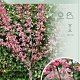 Malus toringo 'Freja' 90 cm stam 7,5L