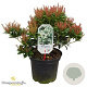 Pieris jap. 'Cupido' 30-40 cm 5,0L struik