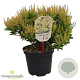 Pieris jap. 'Debutante' 30-40 cm 5,0L struik