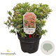Pieris jap. 'Little Heath' 30-40 cm 5,0L struik