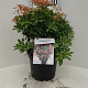 Pieris jap. 'Passion' 30-40 cm 5,0L struik