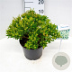 Pieris jap. 'Prelude' 30-40 cm 5,0L struik