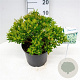Pieris jap. 'Prelude' 30-40 cm 5,0L struik