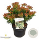 Pieris jap. 'Temple Bells' 30-40 cm 5,0L struik
