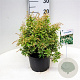 Pieris jap. 'Variegata' 30-40 cm 5,0L struik