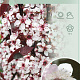 Prunus cistena 80 cm stam 7,5L