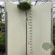 Quercus pal. 'Green Dwarf' 150 cm stam 10L