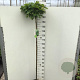 Quercus pal. 'Green Dwarf' 150 cm stam 10L