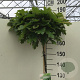 Quercus pal. 'Green Dwarf' 150 cm stam 10L