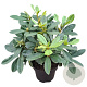 Rhododendron Belami 30-40 cm 5,0L struik