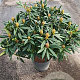 Rhododendron 'Blewbury' 30-40 cm 5,0L struik