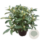 Rhododendron (AC) 'Cunningh. Blush' 30-40 cm 5,0L struik