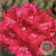 Rhododendron 'Cherry Kiss' 30-40 cm 5,0L struik