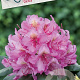 Rhododendron 'Delta' 30-40 cm 5,0L struik