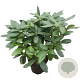 Rhododendron 'Delta' 30-40 cm 5,0L struik