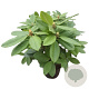 Rhododendron 'Eucharitis' 30-40 cm 5,0L struik