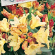 Rhododendron 'Nancy Evans' 30-40 cm 5,0L struik