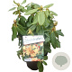 Rhododendron 'Nancy Evans' 30-40 cm 5,0L struik