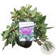 Rhododendron 'Goldflimmer' 30-40 cm 5,0L struik