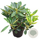 Rhododendron 'Picotee' 30-40 cm 5,0L struik