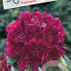 Rhododendron (P) 'Polarnacht' 30-40 cm 5,0L struik