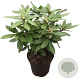 Rhododendron (P) 'Polarnacht' 30-40 cm 5,0L struik