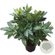 Rhododendron ponticum 30-40 cm 5,0L struik