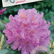 Rhododendron ponticum 30-40 cm 5,0L struik
