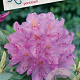 Rhododendron ponticum 30-40 cm 5,0L struik