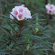 Rhododendron roxieanum oreonastes 30-40 cm 5,0L struik