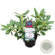 Rhododendron (AC) 'Schneeauge' 30-40 cm 5,0L struik