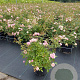 Rosa (P) 'The Fairy' 30-40 cm 3,0L