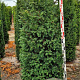 Taxus baccata 175-200 cm draadkluit extra