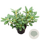 Rhododendron (AC) 'Schneeauge' 30-40 cm 5,0L struik
