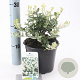 Euonymus fort. 'Harlequin' 20-25 cm 2,0L