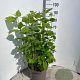 Hydrangea a. 'Annabelle' 30-40 cm 10L