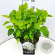 Hydrangea a. 'Annabelle' 30-40 cm 10L