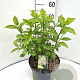 Hydrangea pan. 'Limelight' 40-50 cm 7,5L