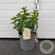 Hydrangea pan. 'Limelight' 40-50 cm 7,5L