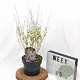 Perovskia atripl. Silvery Blue 30-40 cm 3,0L